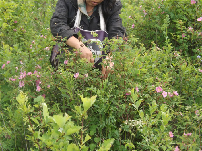 内蒙古原始森林野生刺玫瑰花 金莲花茶《拒绝任何添加》可祛痘排毒治