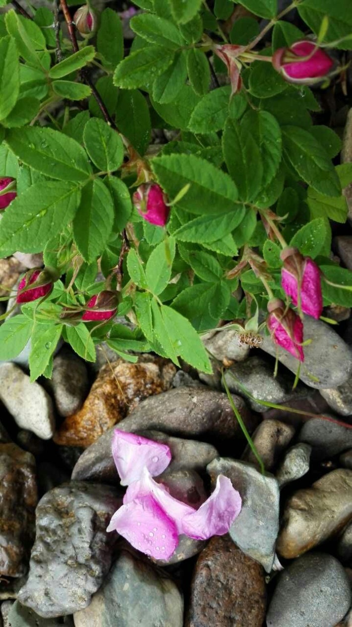 内蒙古原始森林野生刺玫瑰花 金莲花茶《拒绝任何添加》可祛痘排毒治