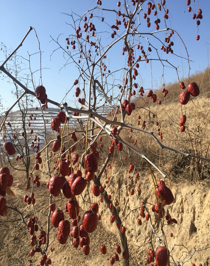 陕北佳县革命老区红枣滞销严重,销路无门天气回暖愁苦了枣农,希望大家