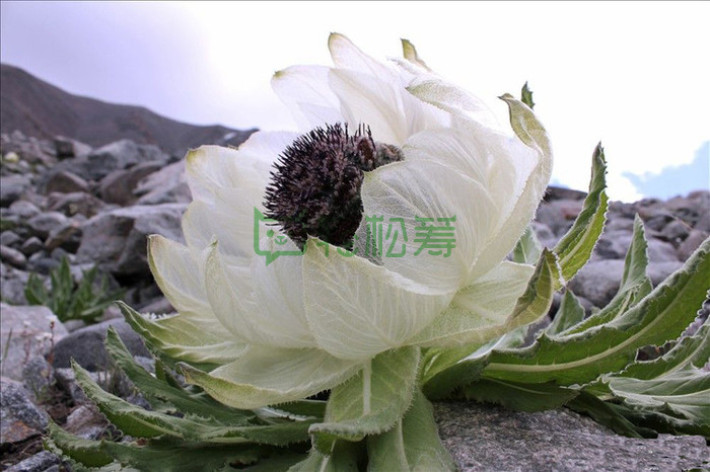 海拔3000米野生【雪菊胎】重现昆仑山麓的神圣气息