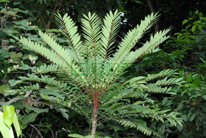 活力之源:来自东南亚的神奇野生植物『东革阿里』第三期