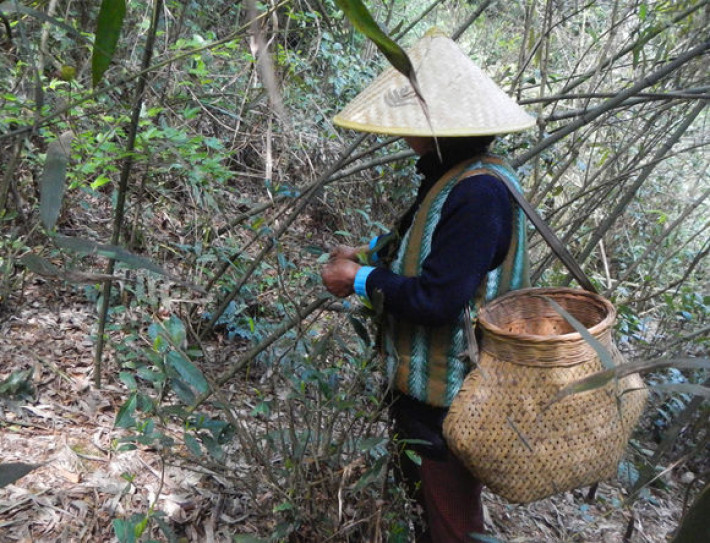 我们采的黄山野茶,是真正意义上的野生野长茶种,上山采茶,要翻山