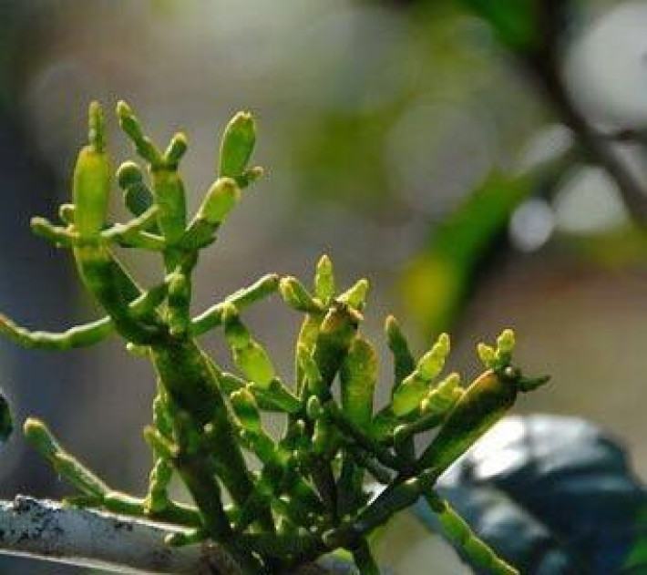 螃蟹脚—抗癌的茶树寄生物 在云南的老茶区的古树上,寄生着一种叫"