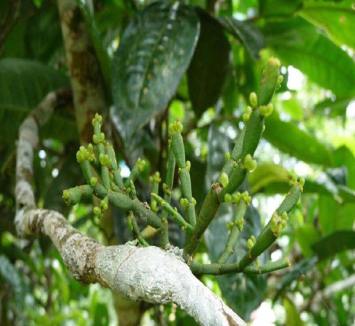 珍稀螃蟹脚—抗癌的茶树寄生物-古树普洱茶