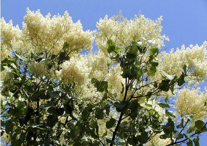 大山里的神树-雾霾天气保健"神器-暴马丁香花茶