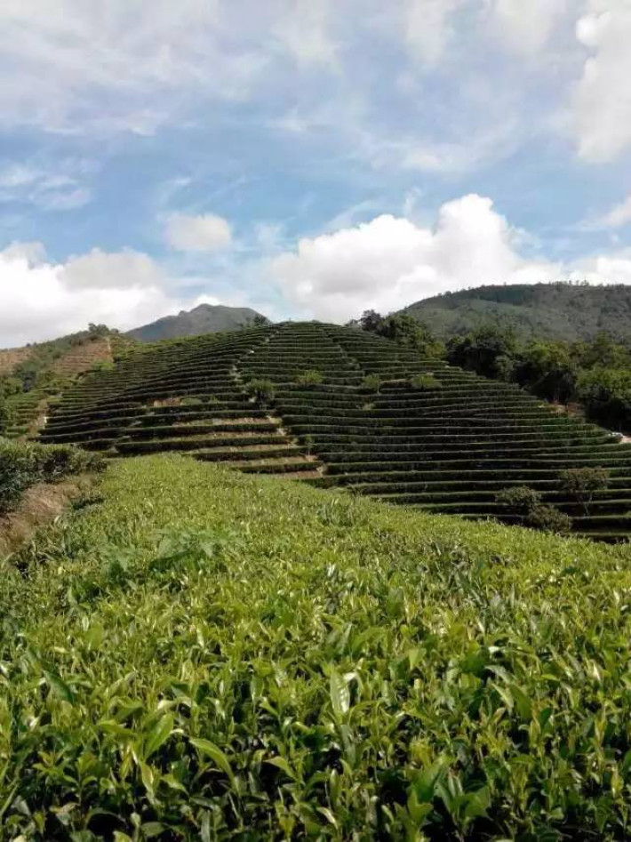 自家的茶山-潮州凤凰山脉 高山云雾出好茶,这里平均海拔在600米以上