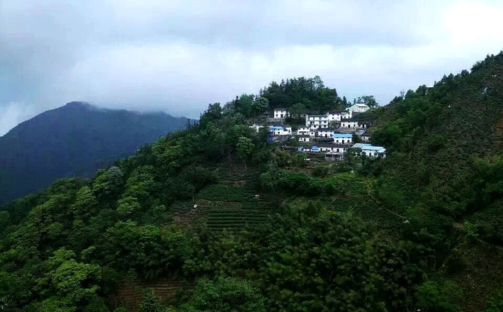 太平猴魁,产于黄山区新明一带,该区低温多湿,土质肥沃,云雾笼罩.