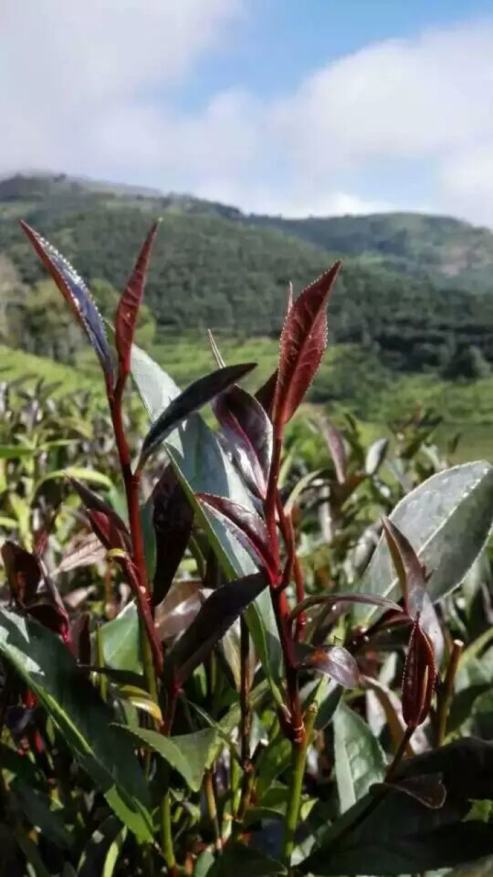 紫鹃茶,这是一种你从来没听说过的神奇的茶