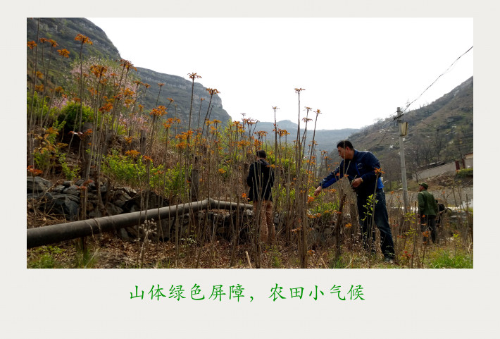 峪村上方山太湖风景区内,拥有万亩山地,是房山区万亩香椿基地的中心