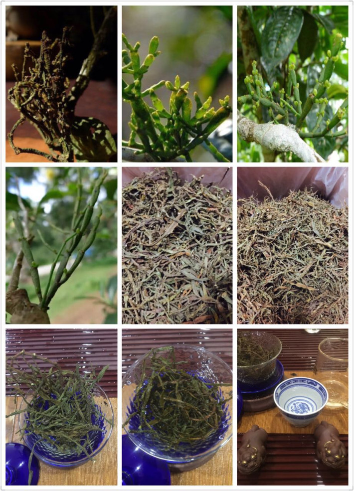 珍稀螃蟹脚—抗癌的茶树寄生物-古树普洱