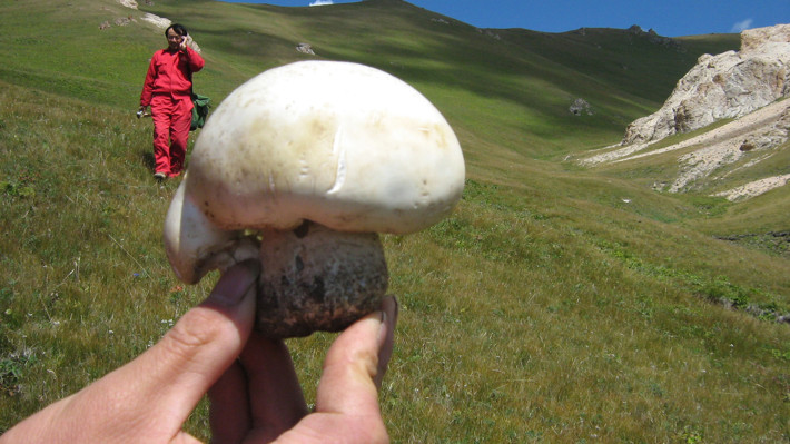 来自新疆大草原的馈赠,无法复制的巴音布鲁克野生蘑菇