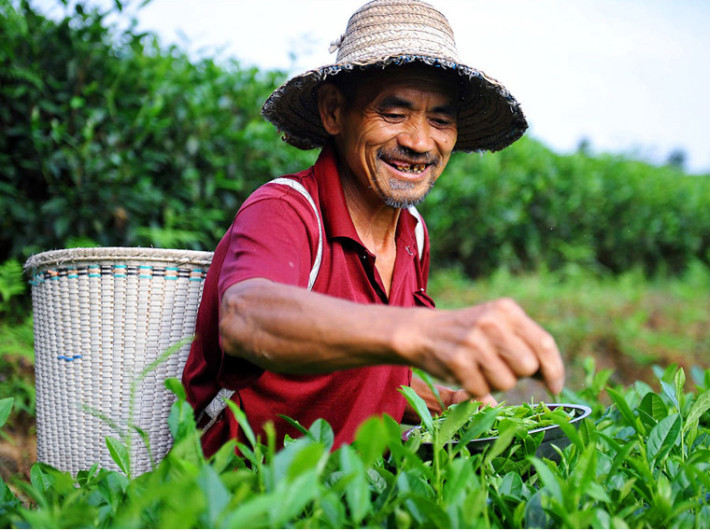 铁观音属于绿茶吗_绿茶铁观音属于红茶吗_绿茶铁观音属于什么茶类