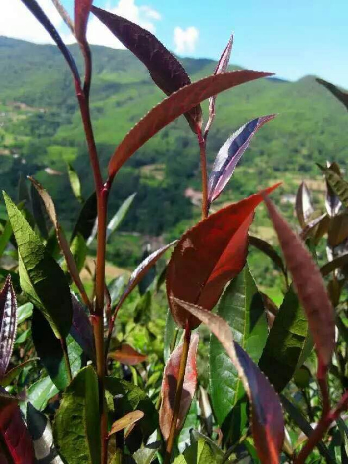 紫鹃茶,这是一种你从来没听说过的神奇的茶