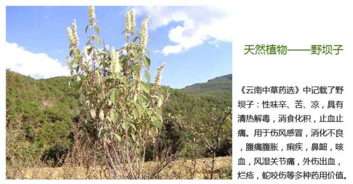 清热解毒野生植物——野坝子